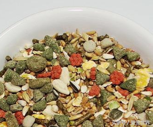 围观一只小吃货,捕捉一位小吃货