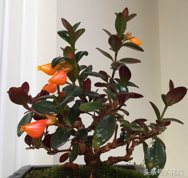 金鱼吊兰怎么养才能开花结果,金鱼吊兰怎么养才能多开花