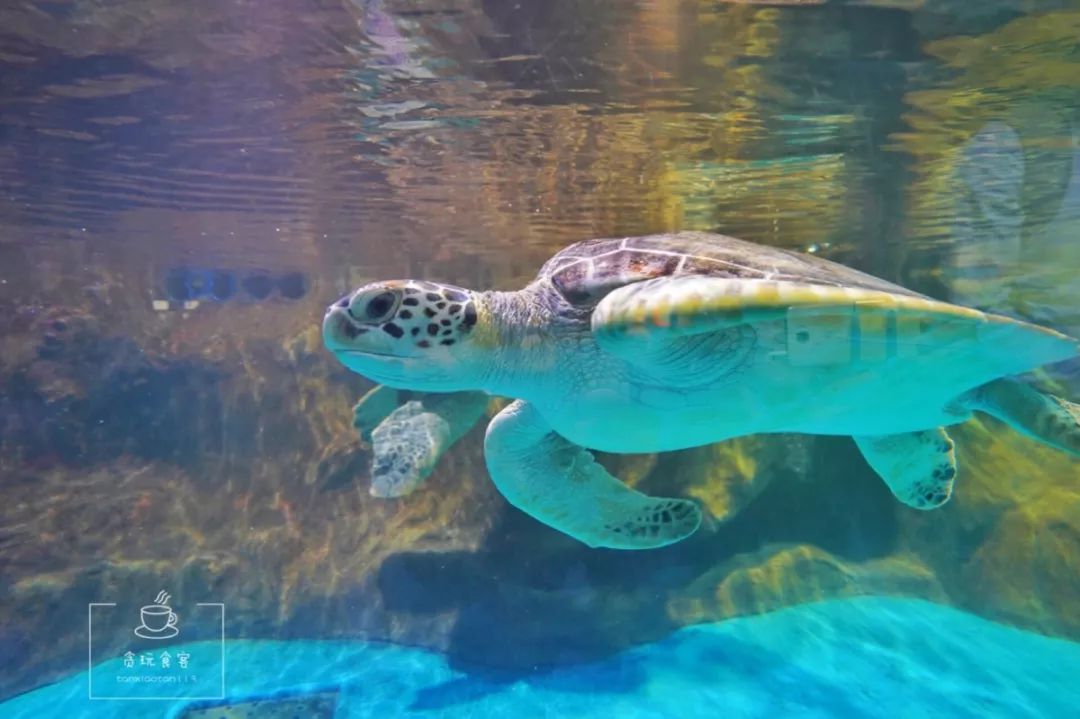 秦皇岛北戴河区必玩的十大景点,秦皇岛北戴河旅游详细攻略