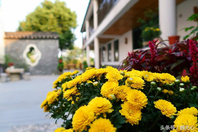 去阳澄湖吃大闸蟹一日游10月份,去阳澄湖吃大闸蟹一日游蟹行天下