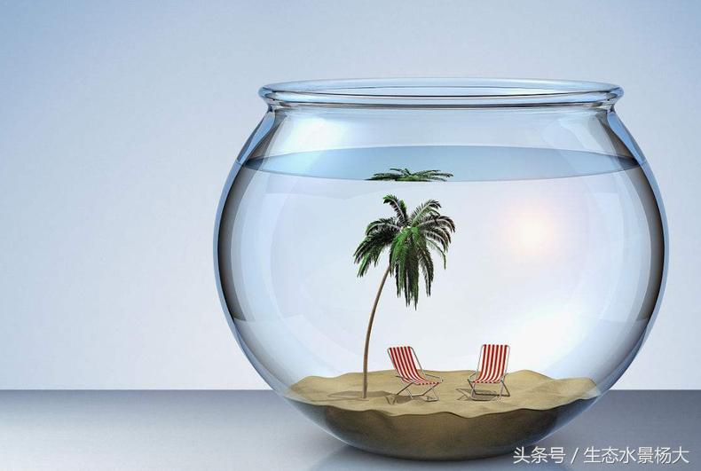 青苔鱼缸适合养什么观赏鱼,鲟龙鱼观赏鱼怎么养在鱼缸