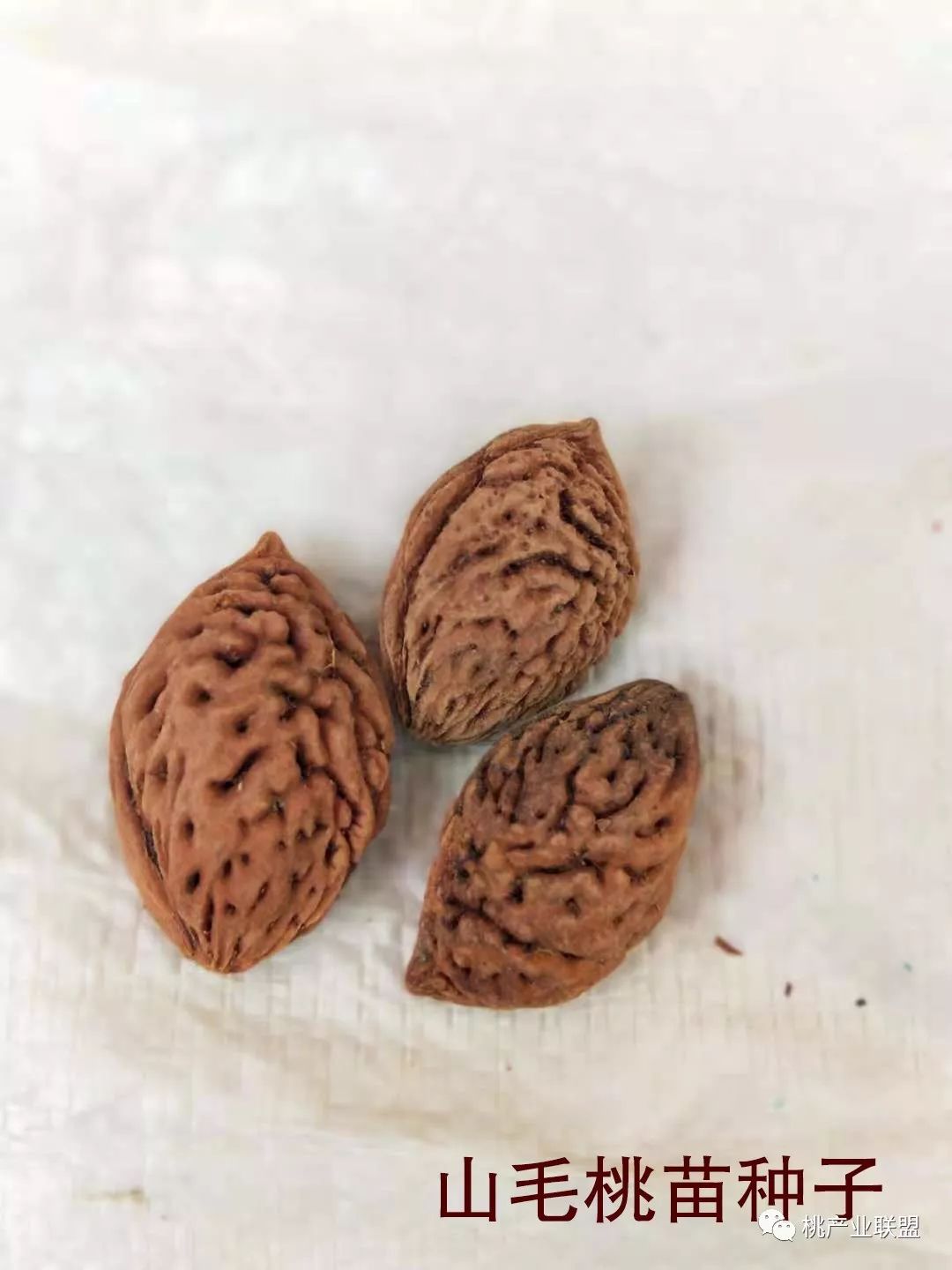 桃砧木选择,山桃砧木的优缺点