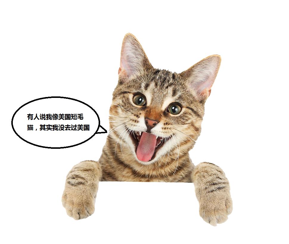 猫舍和宠物店到底有什么区别呢,libby猫舍和雪mm猫舍哪个好