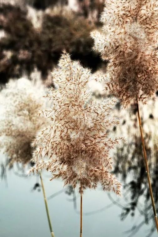 秋风起芦花飞起满天霜,诗词鉴赏秋风起芦花飞
