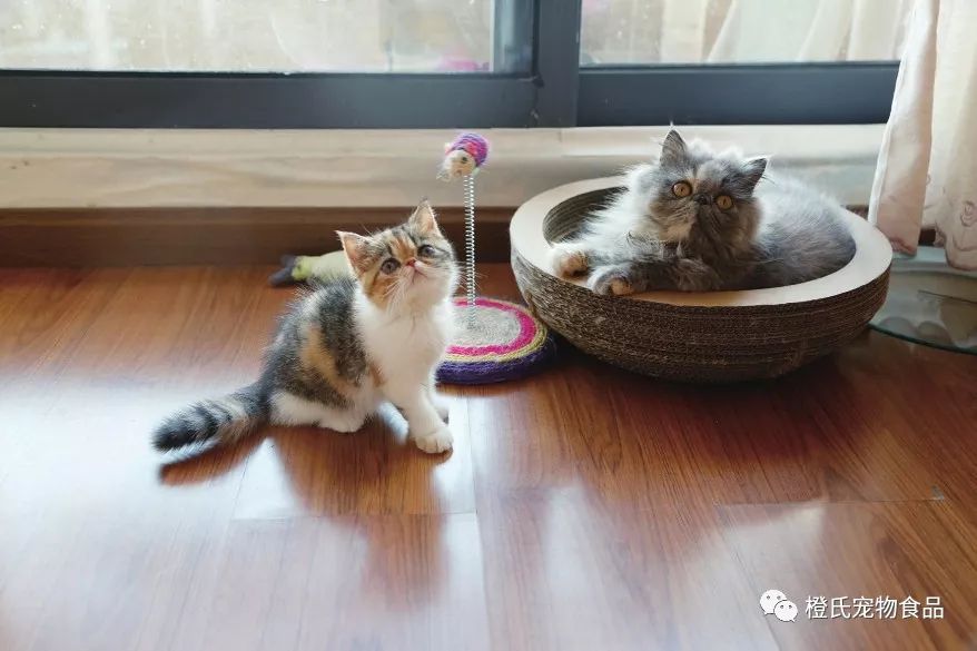 养一只猫需要多少成本？最贵的花销其实是医疗