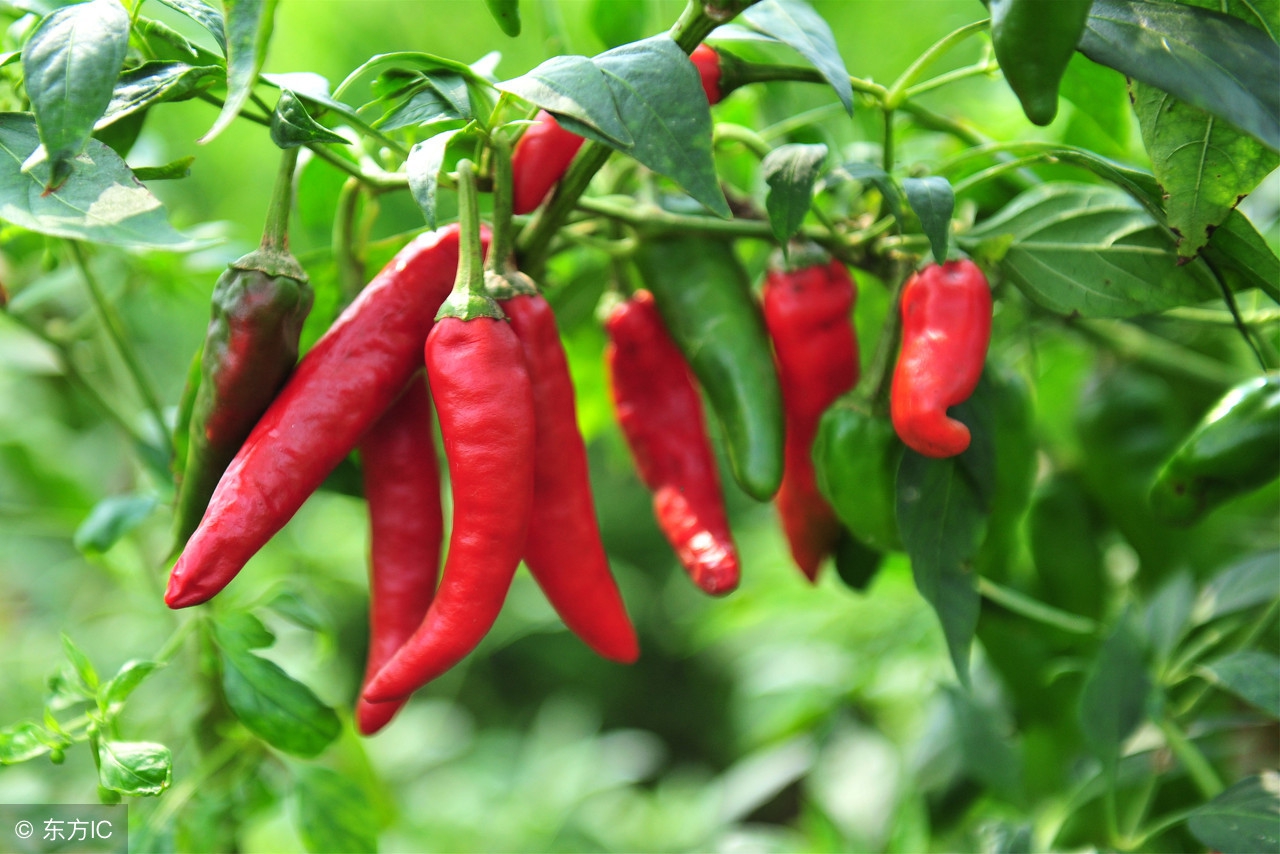 春夏之际种蔬菜怎么防止病虫害,防治蔬菜病虫害最有效的方法