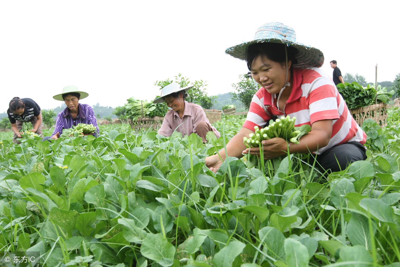 春夏之际种蔬菜怎么防止病虫害,防治蔬菜病虫害最有效的方法