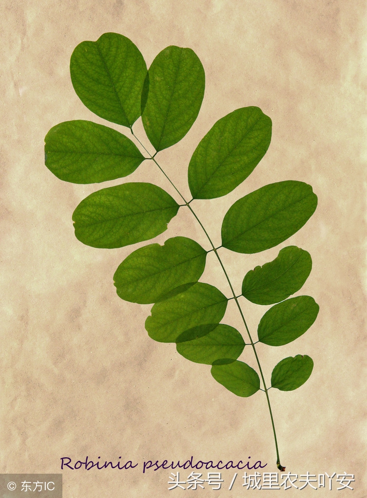 松针粉可以替代饲料添加剂吗,养鸡松针粉