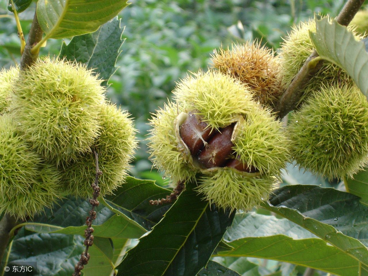 板栗剥壳有什么好方法,板栗怎么好剥壳去刺