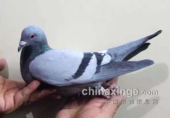 各品系赛鸽的头型特点,凸背鸽