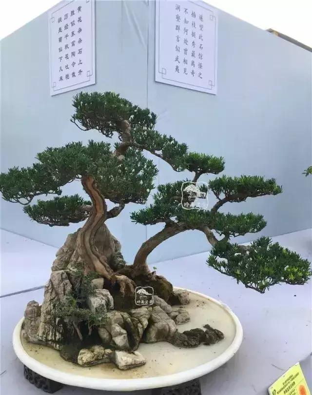 百看不厌的盆景欣赏,盆景欣赏难得一见的绝美盆景艺术