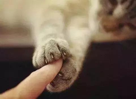 福懋动物医院好不好,福懋动物医院有疫苗打吗