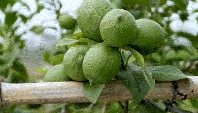 23岁脱发严重m型脱发怎么拯救,脱发斑秃脂溢性脱发