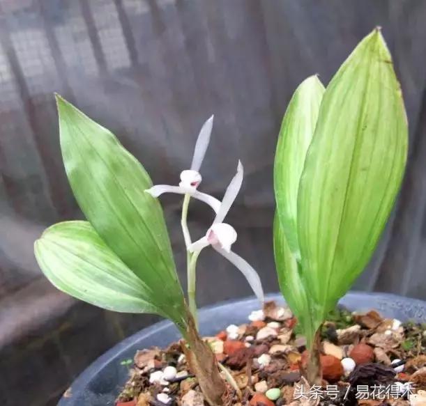 兔耳兰野生兰花什么时候开花,文山州兔耳兰展上的精品兰花