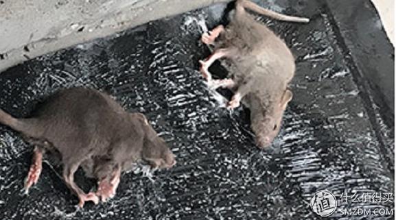 去除蟑螂等害虫的小妙招,小强虫子出现后怎样消灭