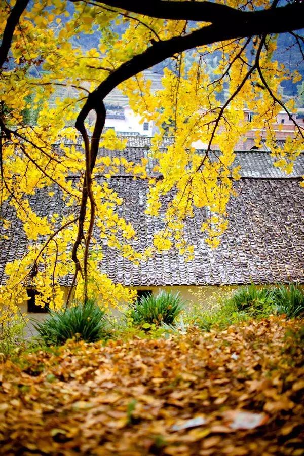 最佳银杏观赏地是哪儿,银杏观赏地点在哪里