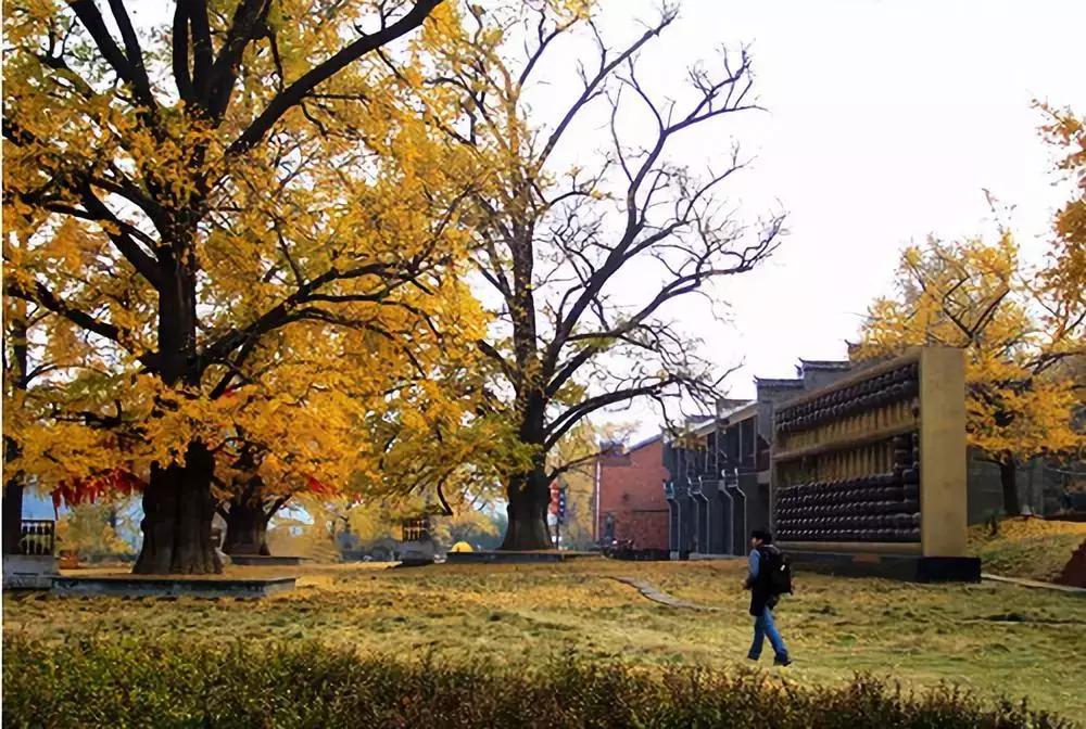 最佳银杏观赏地是哪儿,银杏观赏地点在哪里