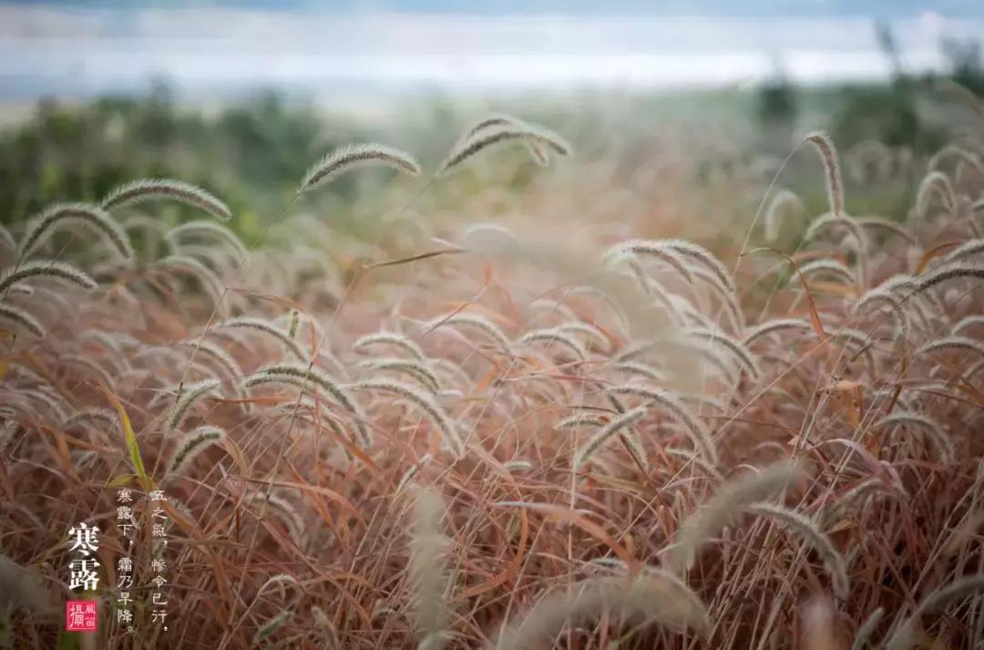 今日寒露注意保暖,今日寒露如何养生