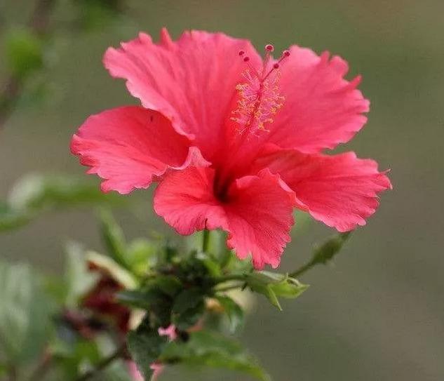 花儿除虫的妙招,花儿生虫用什么药