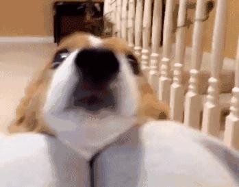 又一例！他严重感染四肢被截，竟只因被狗狗舔了一下……