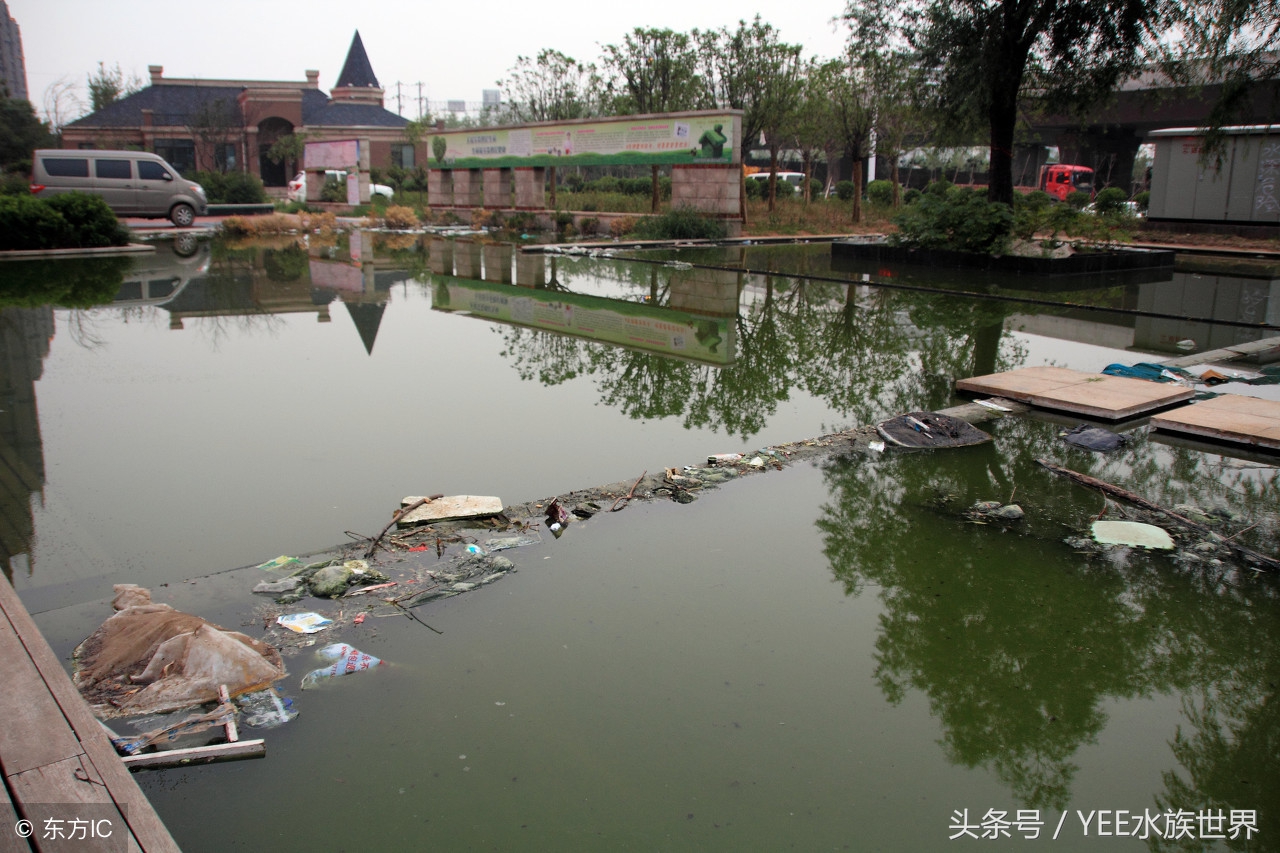 小池塘古法养鱼,古法养鱼小池塘