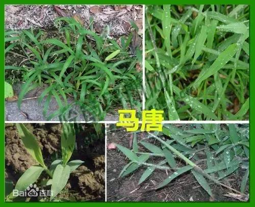 草田杂草实图及名称,地里的野菜不认识拍照片怎么查