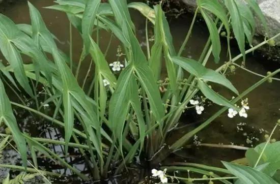 草田杂草实图及名称,地里的野菜不认识拍照片怎么查