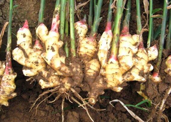 阳台生姜种植视频教程,阳台盆栽生姜种植