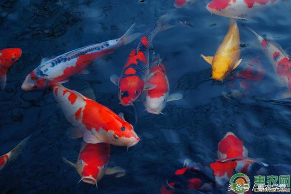 国内锦鲤最大养多大,中国锦鲤观赏价格