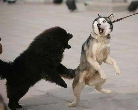 泰迪狗乱叫扰民怎么办,泰迪吵闹