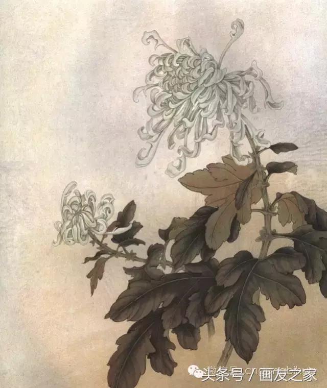 国画工笔菊花的画法视频,线描菊花画谱