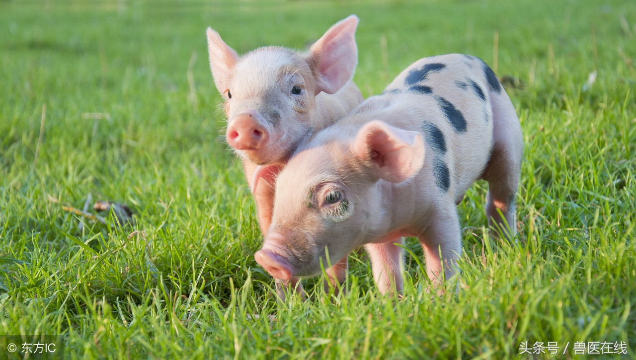 猪场常用5类驱虫药，对“虫”下“药”，方能见效！