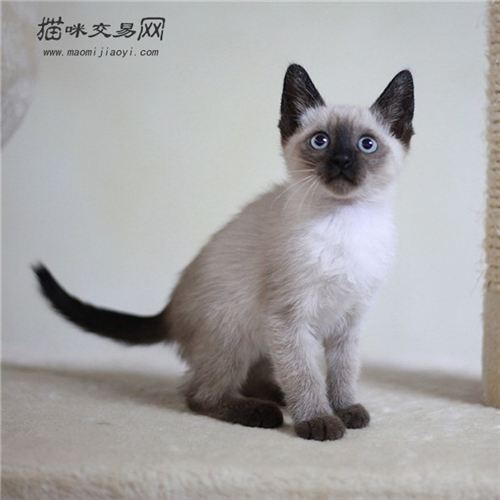 暹罗猫多大养比较好,暹罗猫聪明吗