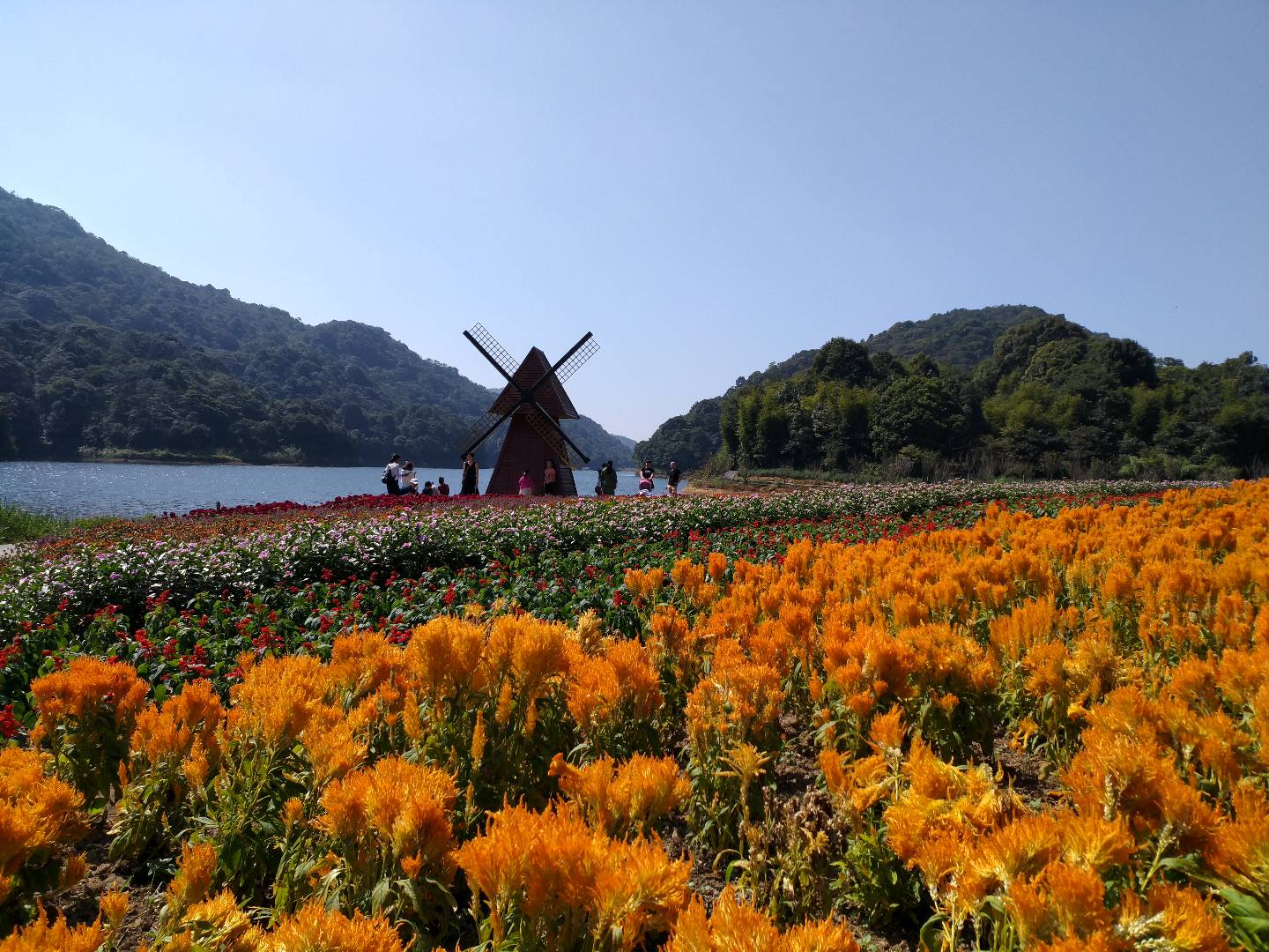 百万葵园85元门票包含什么,广州百万葵园免费门票