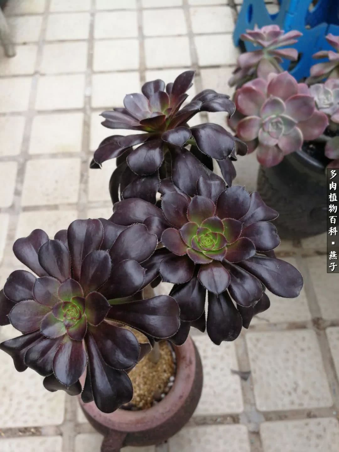 多肉法师什么季节摘心最好,多肉法师全锦好吗