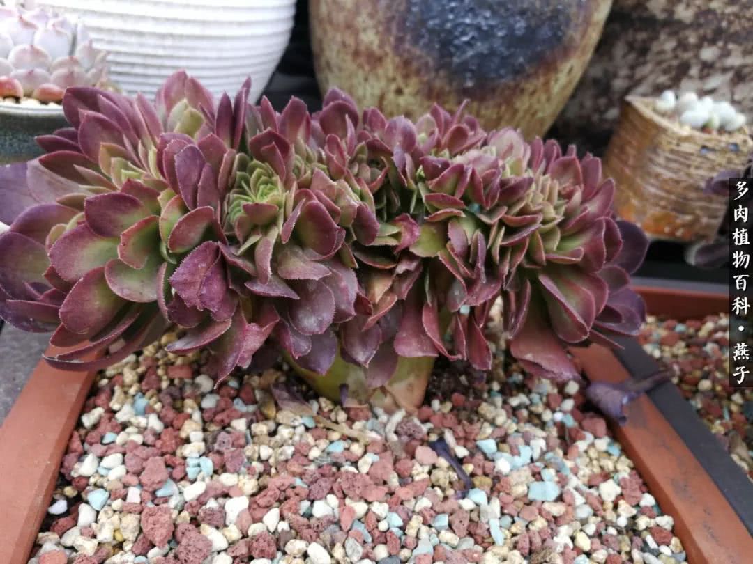 多肉法师什么季节摘心最好,多肉法师全锦好吗