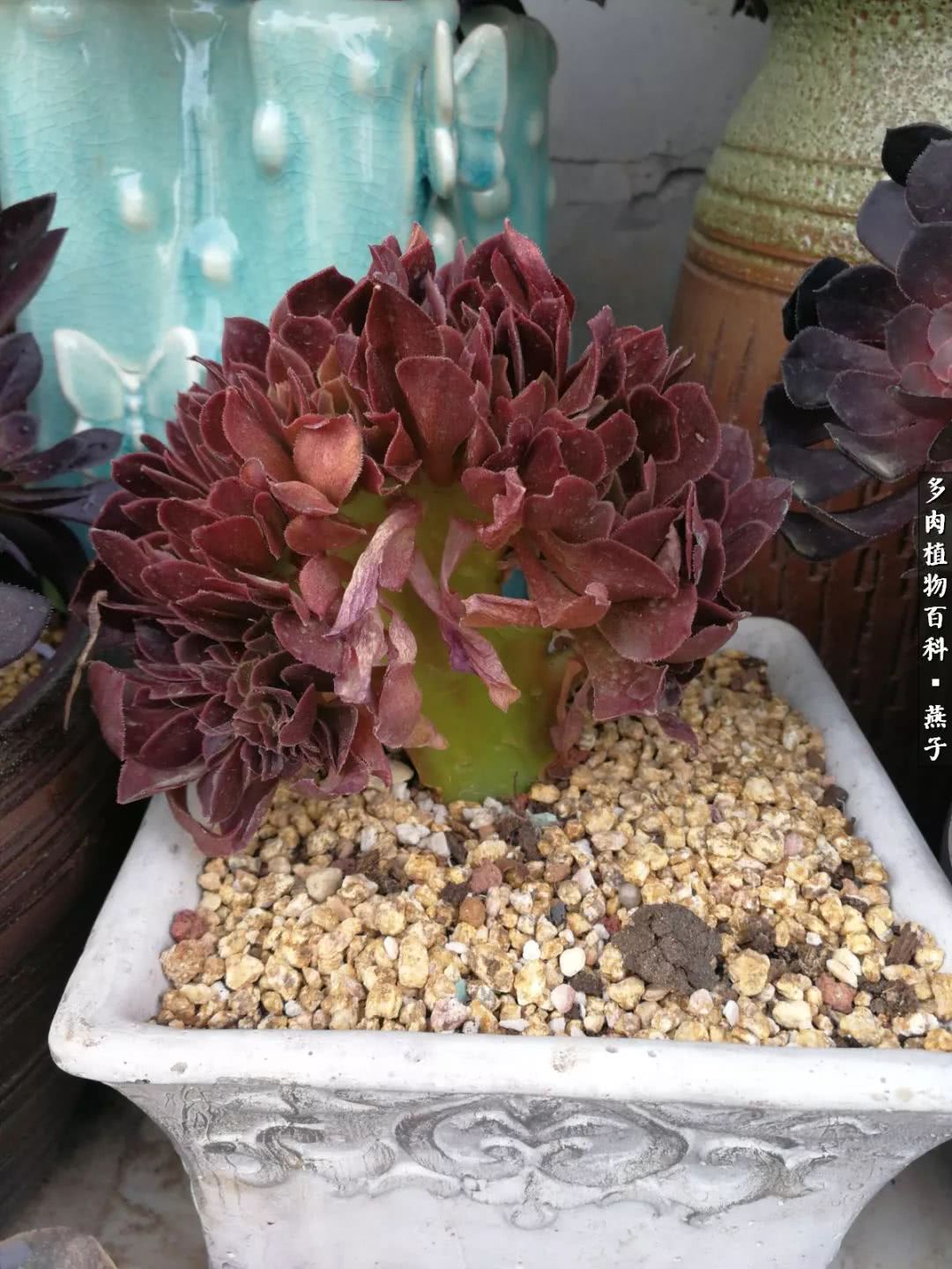 多肉法师什么季节摘心最好,多肉法师全锦好吗