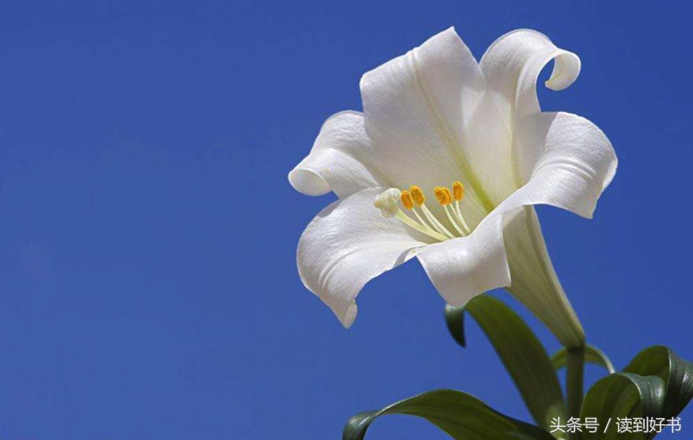 各种花的寓意及花语代表爱,黄玫瑰代表着哪些花语和寓意