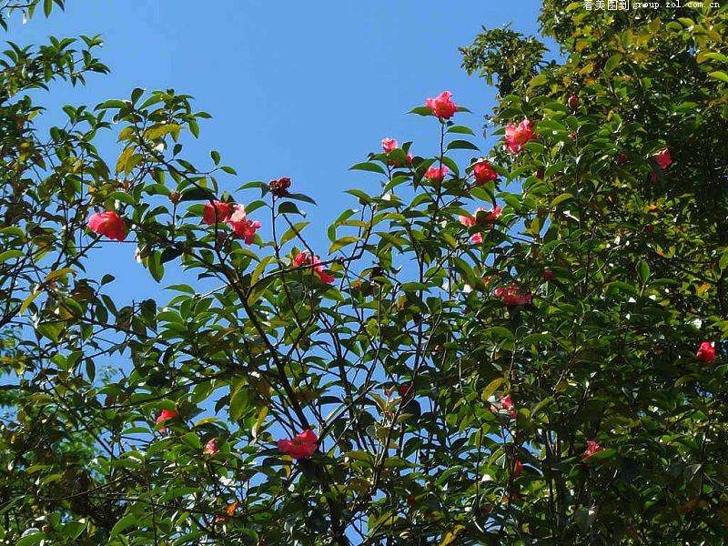 走一趟腾冲最挑剔茶的旅人也会被*魂迷**