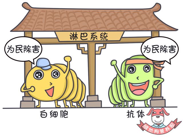 大麦若叶青汁可以清肠吗,足贴真的排毒减肥吗