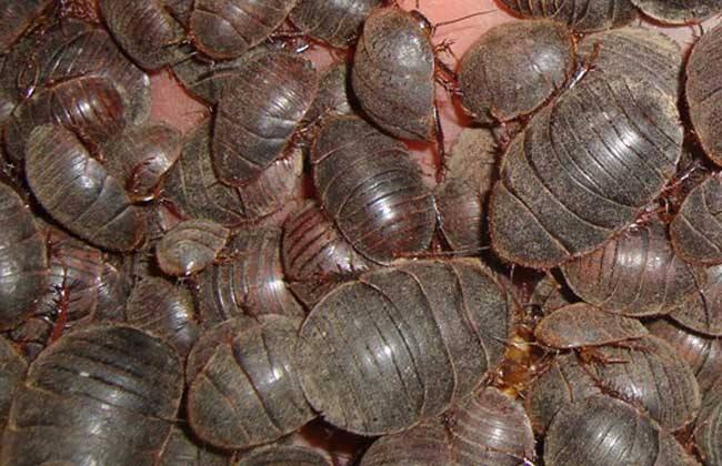 现在搞养殖养什么前景好挣钱,2018养土元赚钱吗