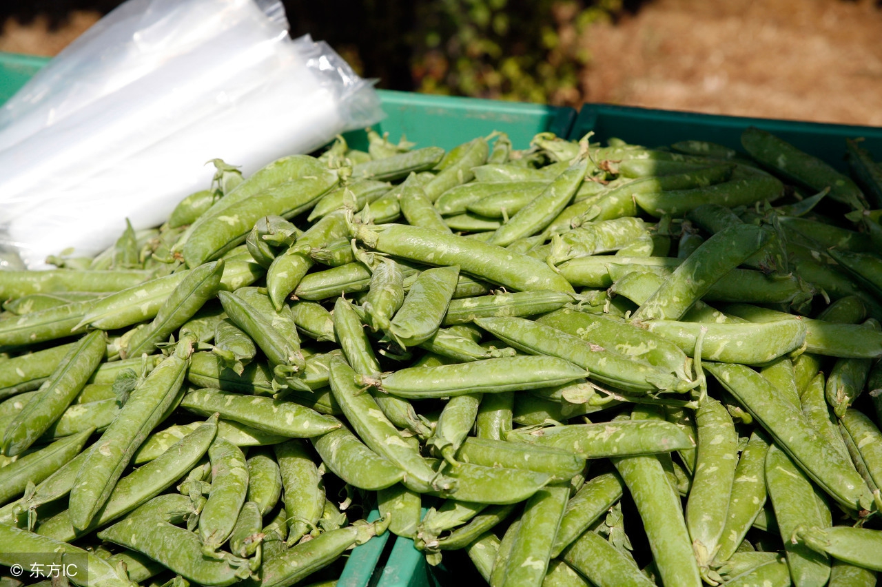 推荐6种豆角美食,6种豆角