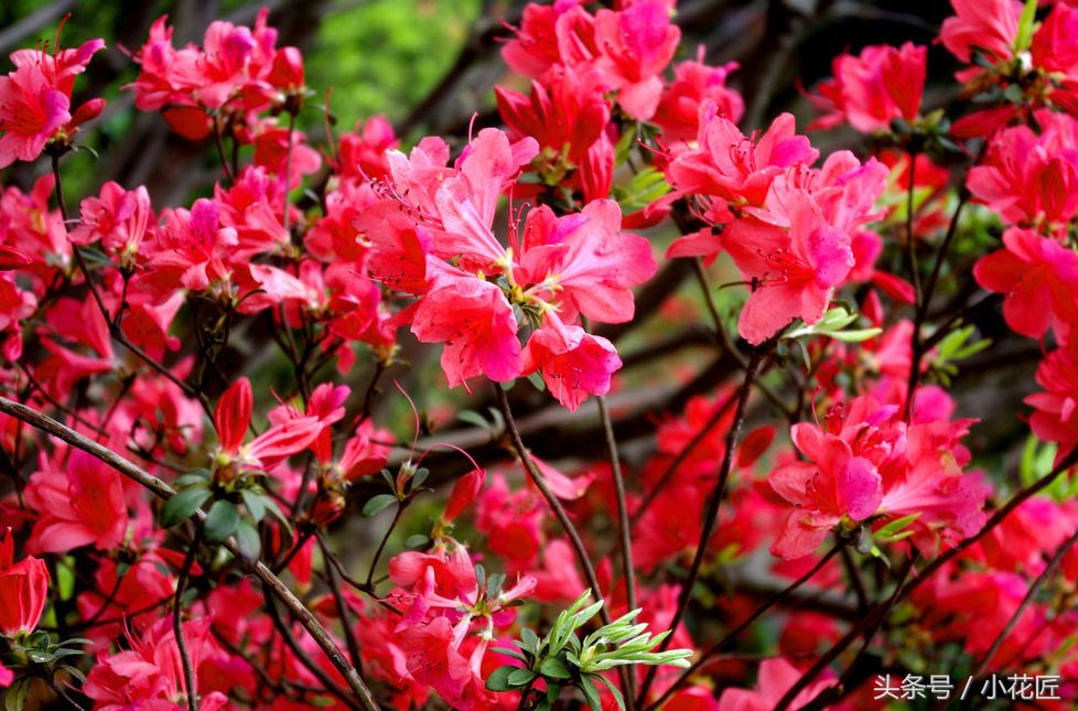 怎么正确的养殖杜鹃花,日本杜鹃花的养殖方法