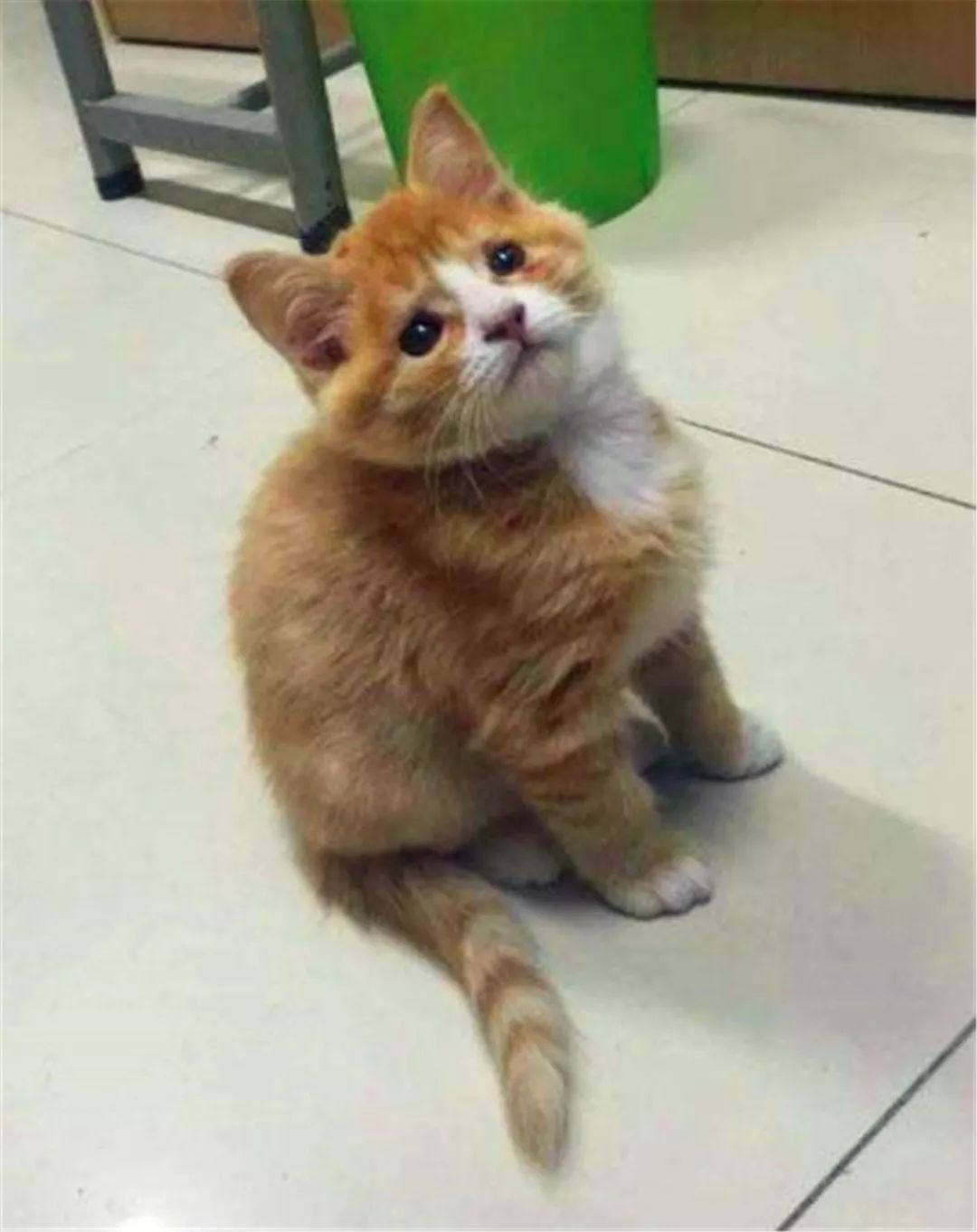 橘猫濒死前遇到善良学生，“偷渡”进寝室后，共同努力下救活猫咪