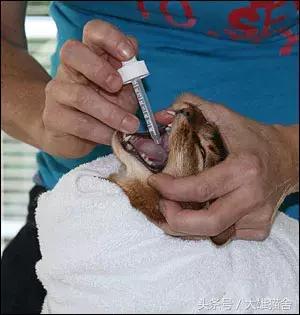 养猫经验猫感冒怎么处理,毛巾裹猫法