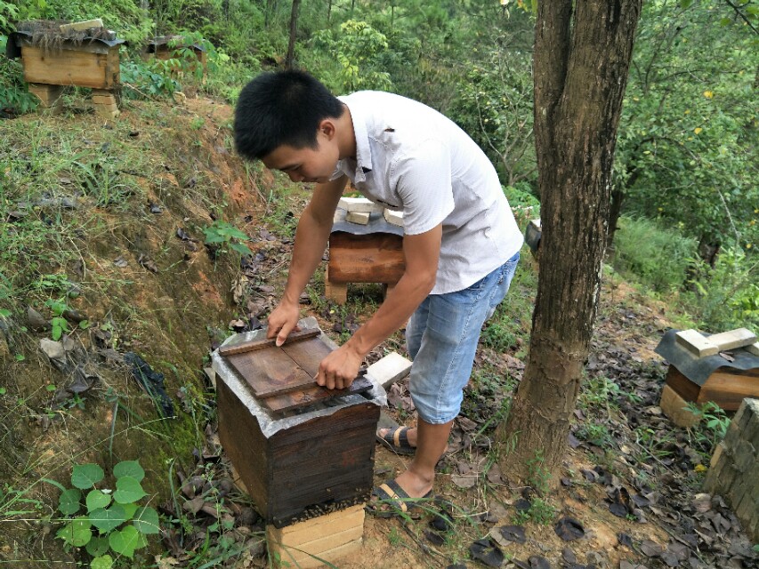 养蜂人养蜜蜂的绝招,养蜜蜂技术全套