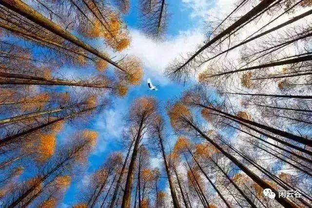 关于秋天的30首经典诗词,60首最经典描写秋天的诗词