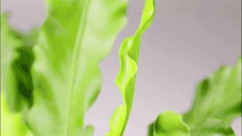 果蔬催熟剂真的有效吗,被妖魔化的果糖