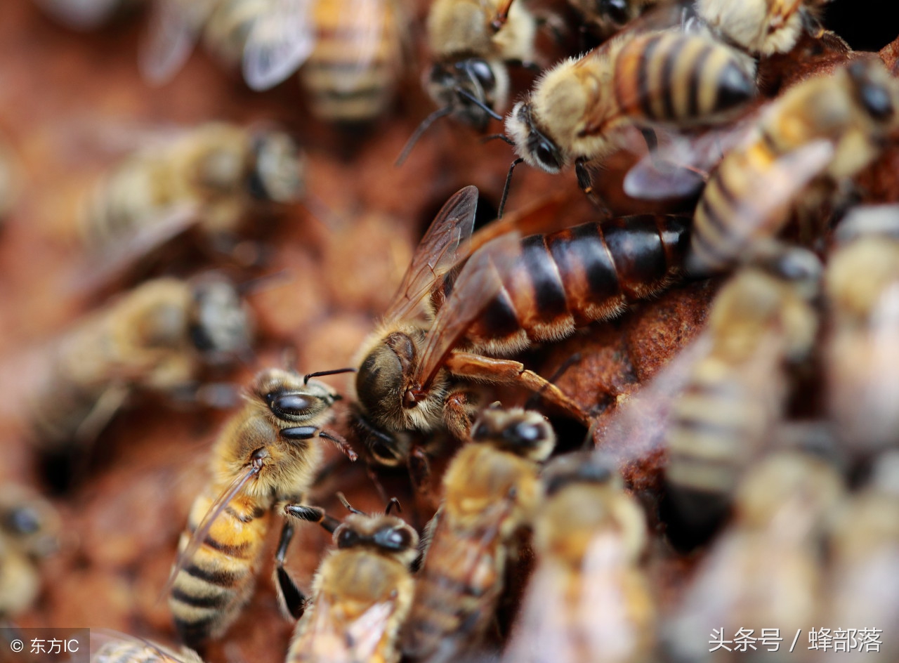 蜜蜂产生了新蜂王老蜂王怎么办,蜜蜂多的蜂王怎么养的活
