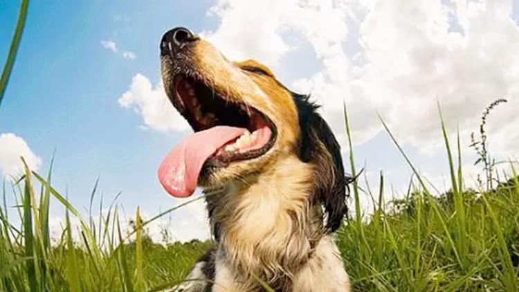 训狗最佳时期几个月,训狗14个基本知识